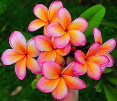 Plumeria Frangipani Jacandy Lou Rare Flowers Plumeria Flowers Hawaiian Gardens
