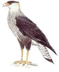 Birds Of Prey Central Florida Raptors Florida S Birds Of Prey Birds Of Prey Birds Raptors