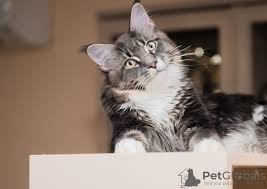 Hence your problem with rodents will definitely fade away once you purchase our maine coon for sale. Maine Coon For Sale In The City Of Moskva Russian Federation Price Negotiated Announcement 7565