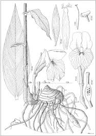 Image result for Siphonochilus aethiopicus
