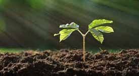 Here Is Some Useful Information For Anyone Looking To Get Into The Horticulture Industry Photo Button Horticulture Nature Backyard Design