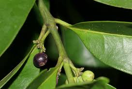 Image result for Craterispermum