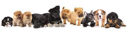 Maybe you would like to learn more about one of these? Dogs Puppies For Sale Petland Ashland Kentucky