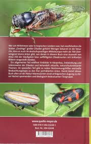Die zikaden (von lateinisch cicada; Die Zikaden Deutschlands Osterreichs Und Der Schweiz Entdecken Beobachten Bestimmen Muhlethaler Roland Holzinger Werner E Nickel Herbert Wachmann Ekkehard 9783494016481 Amazon Com Books