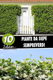 Le siepi fiorite sono invece formate da piante che fioriscono durante la stagione primaverile o estiva. 10 Piante Da Siepe Sempreverdi Per Una Copertura Tutto L Anno