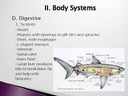 We did not find results for: Lecture 3 Class Chondrichthyes The Cartilaginous Fishes Chapter