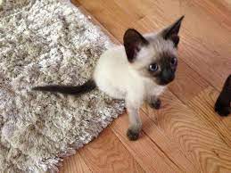 Siamese and balinese breeder for over 25 years. Seal Point Siamese Kittens For Sale Petfinder