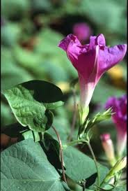 Image result for Ipomoea venosa
