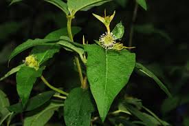 Image result for Croton triqueter