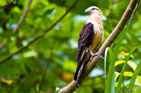 Birds Of Prey Western North Carolina Yellow Bird Life List Pet Birds Wild Birds