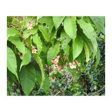 Image result for Stereospermum