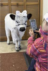 Discover Adorable Mini Cows for Sale Near You