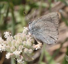 Image result for Satyrium sceptrum