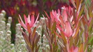 Image result for Proteaceae