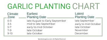 Check spelling or type a new query. How To Grow Garlic Umbel Organics Umbel Organics