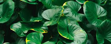 Ilustrasi tumbuh tanaman, gambar kecambah bibit, tanaman, daun, fotografi, cabang png. Botany Ilmu Tumbuh Tumbuhan Sun Education Group