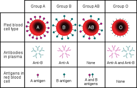 In some flowers the cross is the same as the one above except the resulting heterozygous flower is codominated by the two colors, red and white, like the flower below. Abo Blood Group System Wikipedia