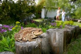In order to get rid of noisy frogs that may be in your florida backyard, you may have to remove the water source such as bird baths or fish ponds if how do you want to get rid of them? Tvhabapuwx Xm