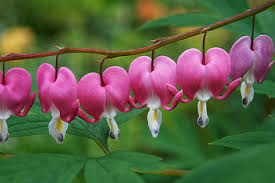 Bleeding heart likes relatively cool conditions and will not do well with too much sun, especially in the southern part of the hardiness range. Hd Wallpaper Bleeding Heart Flower Pink Nature Plant Pink Color Branch Wallpaper Flare