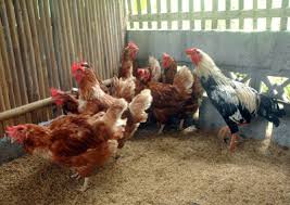 Film pendek ternak ayam joper petelur ini bercerita tentang usaha ternak ayam joper petelur ayam joper (jowo super) ialah hasil persilangan dari indukan ayam ras /petelur dengan pejantan. Harga Doc Joper Sorong Archives Hobi Ternak