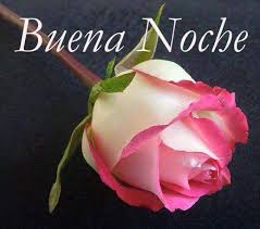 Hermosa Rosa De Buenas Noches Rose Buds Beautiful Roses Rose Buenas noches, dulces suenos y un bello despertar para todos los que me quieren y los que quiero. rose buds beautiful roses