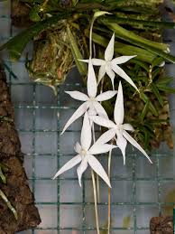 Image result for Aerangis kirkii