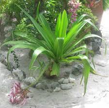 Jenks farmer demonstrates how to make crinum lilies look spectacular next time you are entertaining in your garden.interested in learning more about gardenin. Crinum Augustum Queen Emma