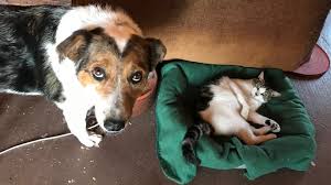 Kitty eleanor spencer (* 1990) eliza victoria spencer (* 1992) katya amelia spencer (* 1992) louis frederick john spencer, viscount althorp (* 1994) die ehe wurde 1997 geschieden. Stray Dog With Secret Injury Gets Help New Life With Rock N Roll Author Sally Mann Romano The Dog People By Rover Com