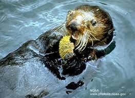 Astonishing Sea Otter Facts Otter Facts Sea Otter Sea Otter Facts