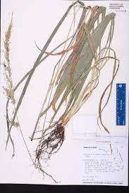 Image result for Setaria poiretiana