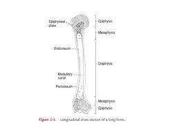 They are one of five types of bones: Gross Structure Of Adult Long Bone