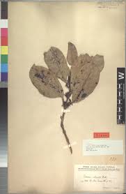 Image result for Christella gueinziana