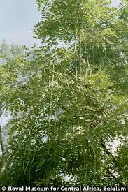 Image result for Cassia sieberiana