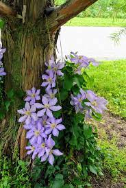 A good time to plant a clematis is early autumn when the soil is still warm, giving your plant a. Blooming Clematis At My Farm The Martha Stewart Blog