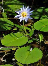 Image result for Nymphaea nouchali