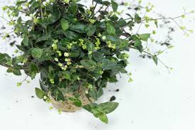 Image result for Gibasis