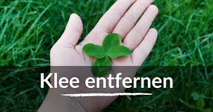 Klee Dauerhaft Entfernen Fuxtec Gartenratgeber In 2020 Klee Roter Klee Klee Im Rasen