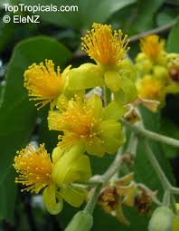 Image result for Grewia herbacea