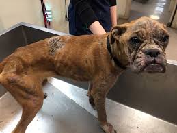 Boxer puppies for sale 2 males and 3 females. Boxer For Adoption Near Me Off 69 Www Usushimd Com