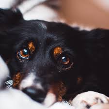 There are a number of different treatment options including home remedies available to help treat your dog's diabetes. Canine Diabetes Three Common Complications Pethelpful