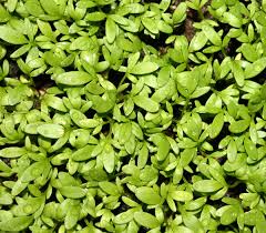 That's why my website is a way to garden, not the way to garden. note: Growing Garden Cress Organic Cress Farming In Home Garden