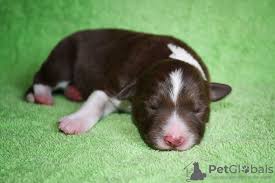 10 week old border collie for sale. Border Collie For Sale In The City Of Moskva Russian Federation Price 1080 Announcement 10037