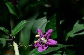 Image result for Lycium pilifolium