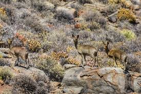 Image result for Sacciolepis rigens