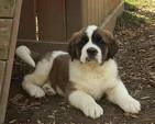 Saint Bernard Puppies for Sale - PuppyFind