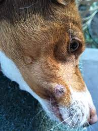 Signs of a brown recluse spider bite on a dog include a painful lesion with a central dark area, skin sloughing, fever, chills & rash. Spider Bites I Think On My Dog Petcoach