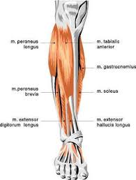 These muscles are found on the front and back sides of the lower leg. Lower Leg Muscles Changingshape Com Leg Muscles Anatomy Lower Leg Muscles Front Leg Muscle