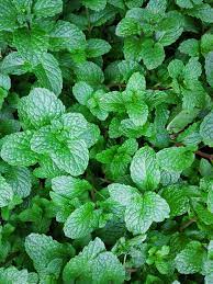 How To Grow Mint In Home In 2021 Growing Mint Mint Plants Mint Seeds