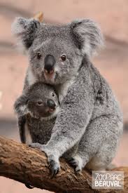 Zooparc De Beauval Le Koala Baby Animals Pictures Mother And Baby Animals Cute Baby Animals