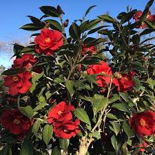 Camellia Japonica Royal Velvet Camellia Flowers Garden Horticulture Landscape Savannah Camellias Www Genesnursery Com P Flowers Horticulture Camellia